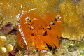   Phydiana Indica  